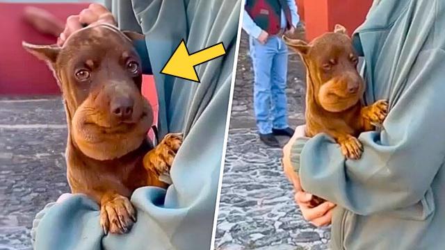 Woman Finds An Abandoned Puppy With Swollen Face. When The Vet Sees It, He Says “This Is Really Bad”