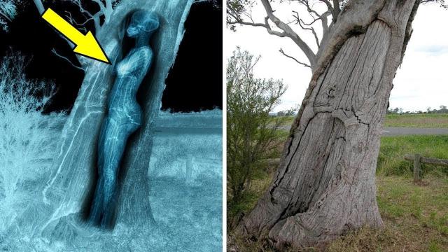Dog Kept Barking At Tree, You Won’t Believe What Dad Found Inside The Tree  - A Lot More Than Wood !
