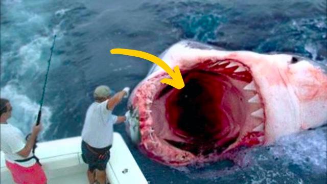 Fisherman Spot Giant Shark – You Won’t Believe What They Found Inside!