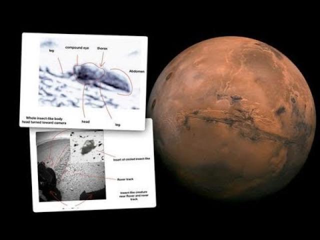 Photos show 'insects' on Mars, claims scientist