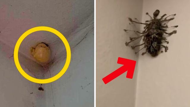 Woman Finds Bizarre Egg Hanging on The Ceiling of Her Room, Shocked When She Found Out What They Are