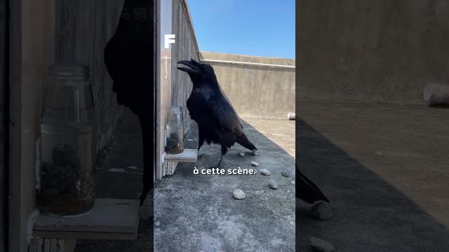 Le corbeau est un animal intelligent et astucieux ! ????‍⬛????