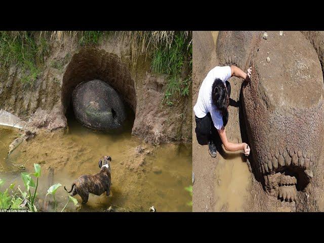 A Man Make An Incredible Archeological Discovery a Hidden Ancient tools under his living room carpet