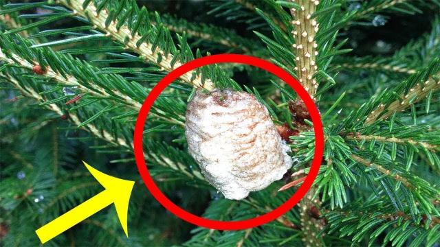 A Family Saw This Thing Growing On Their Christmas Tree. Then Hundreds Of Creatures Started To Hatch