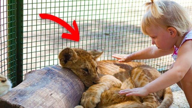 Mother Films Daughter Petting Lions – 5 Seconds Later Something Unbelievable Happens