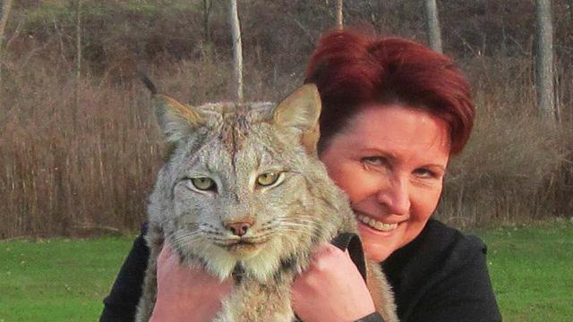 This Canadian Lynx Is Twice The Size Of A Cat. Now Watch His Reaction When A Trainer Goes To Pet Him