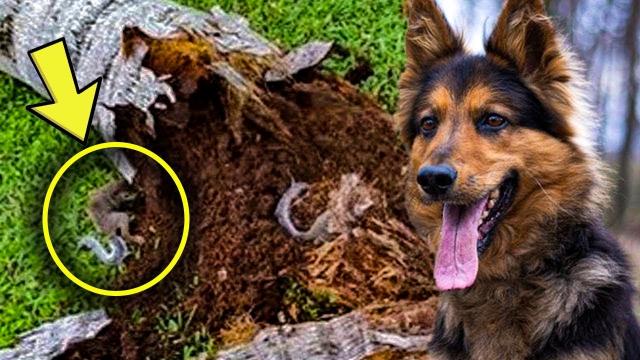 Ex-Police Dog Keeps Barking At Tree, Dad Finds A Lot More Than Wood Inside