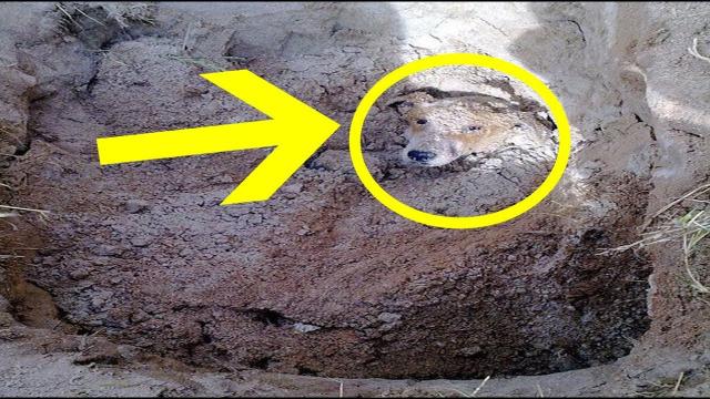 This Dog Was Cruelly Buried Alive… And What Happened Next OMG!