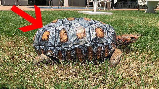 Injured Tortoise Who Lost Shell In Fire Receives World’s First 3D Printed Shell..