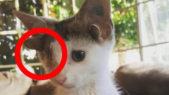 This Poor Kitten Was Trapped Under A House, But When Rescuers Came They Noticed Something Strange