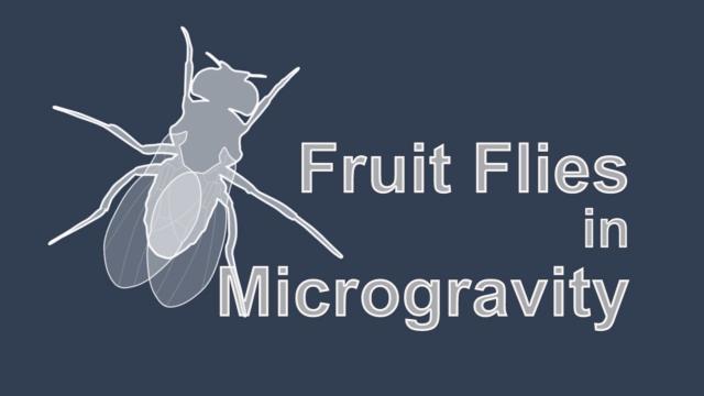 How Fruit Flies Help us Understand Human Responses to Microgravity
