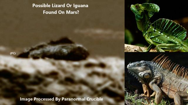 Large Lizard Or Iguana  Found On Mars?