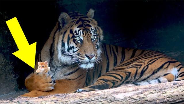 Woman Takes Picture Of Tiger She Was Surprised When She Saw What He Was Holding