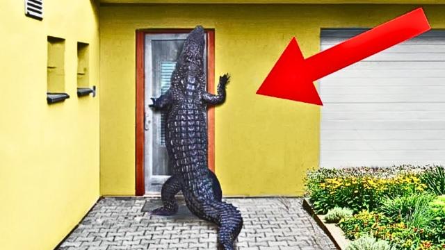 Alligator Tries To Break Into House, Neighbour Calls Police When Realizing Why