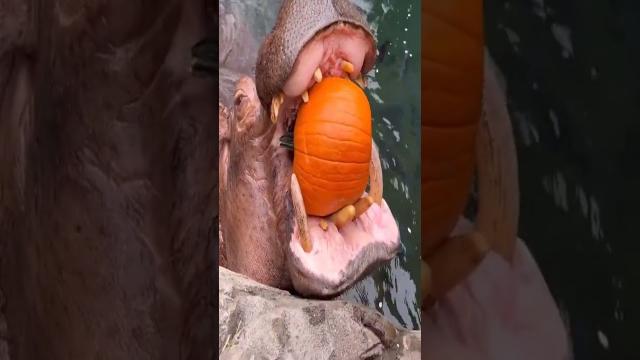 Hippos eat pumpkin