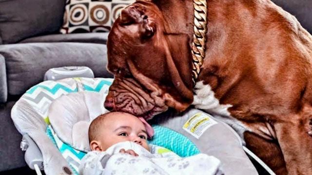 Dog Barks At Babysitter, So Mom Hides Camera In Hair