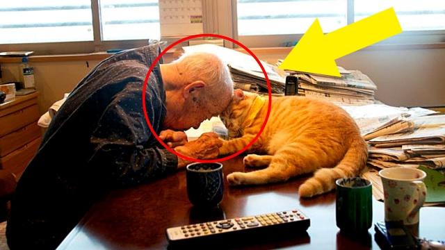 Japanese Girl Got A Cat For Her Sick And Grumpy Grandpa, And He Changed His Life