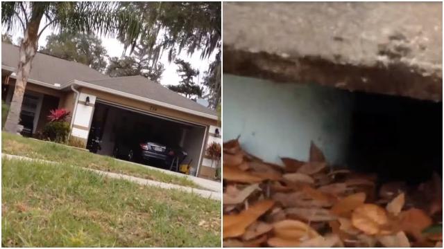 A Man Heard A Loud Hiss From Inside A Storm Drain  Then He Saw A Deadly Creature Lurking Below