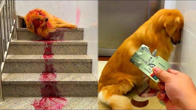 Dog Found In Pool Of Blood After FedEx Driver Delivers Package To Home !