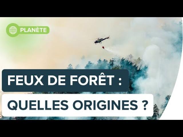 À quoi sont dus les feux de forêt en France ? | Futura