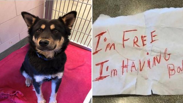 This Man Left His Dog Outside Dunkin’ Donuts With A Heartbreaking Note On Her Collar