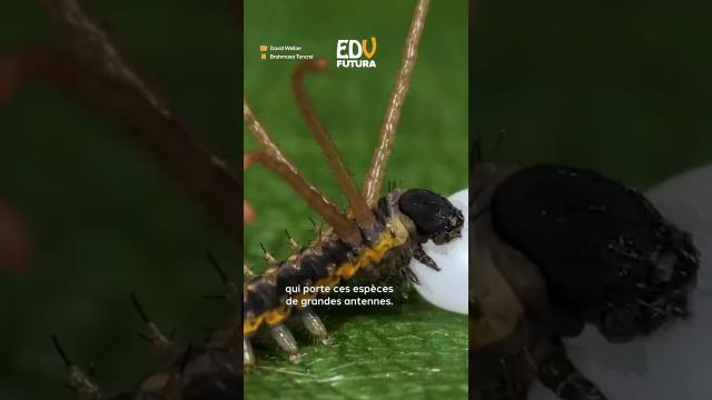 Une étrange chenille à cornes dans la forêt malaisienne !