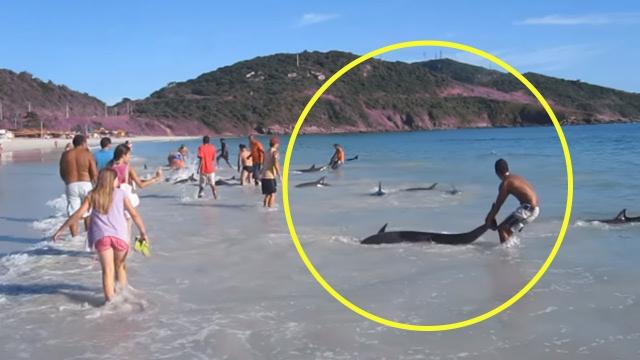 A Group Of Dolphins Just Beached Themselves Leaving Tourists In A Panic To Help