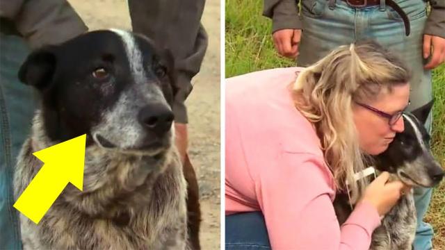 This Elderly Dog Proved His Worth When He Helped Search for a Little Girl