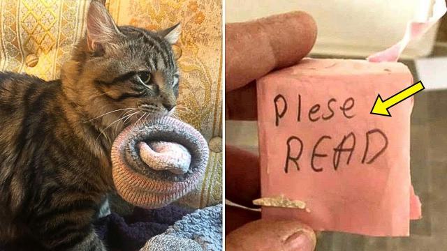 Mom Calls 911 After Finding Note Inside Neighbour's Socks Stolen By Cat