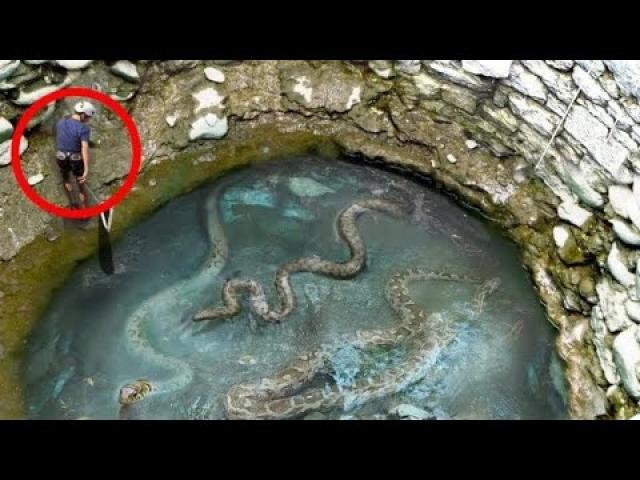Workers Spot Giant Snake Pit , You Won’t Believe What They Found Inside !