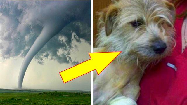 MIRACLE AFTER MIRACLE FOLLOWS WHEN A RAGING TORNADO BLOWS THIS PUP AWAY!