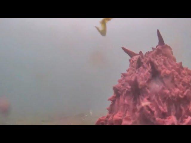 Strange octopus Caught On Camera