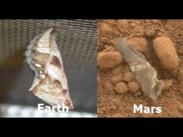 Insect Cocoon Found On Mars Near Rover