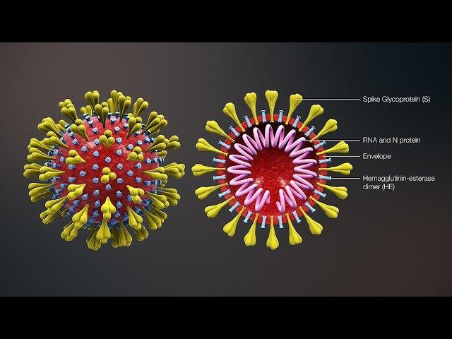 CoronaVirus Update: 500 USA Infections & 5% Fatality Rate in Italy + More Lockdowns