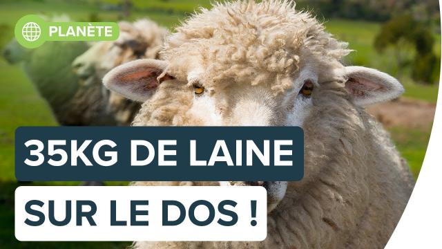 À quoi ressemble un mouton errant ? | Futura