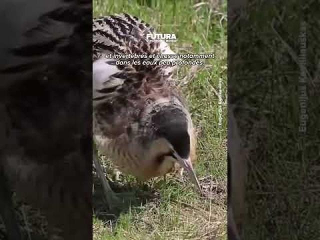 Le chant étonnant et grave du butor étoilé en France !