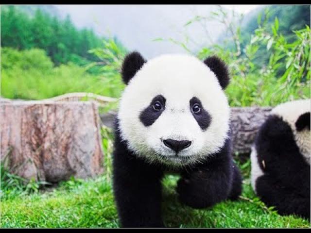 ARE PANDA BEARS REALLY REAL?