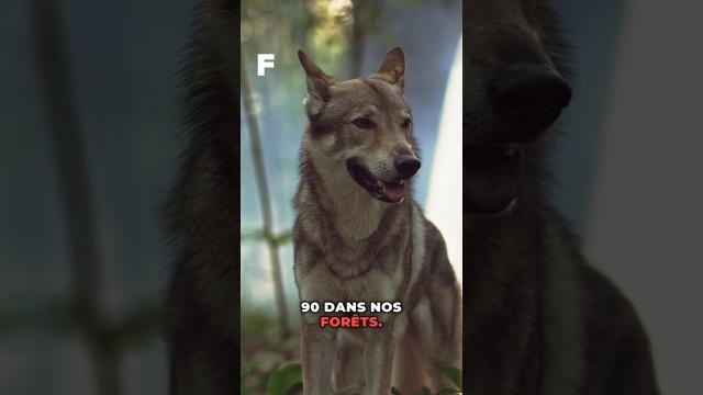 Tuer des loups pour mieux protéger les élevages !?