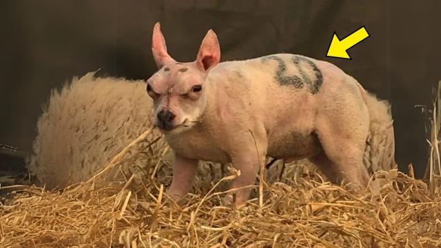 Woman Calls For Help After Spotting Strange Animal In Her Yard, But Nobody Expected To Find This
