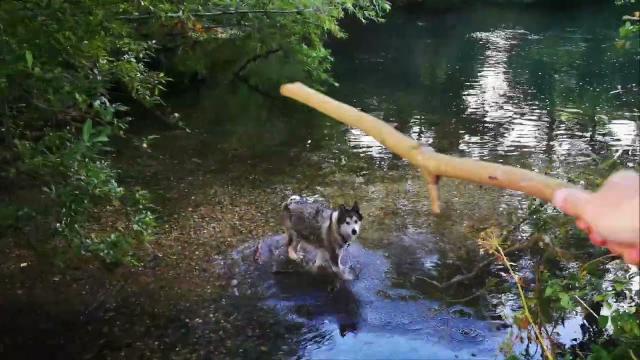 Angel the Malamute Swims in River to fetch sticks CUTE