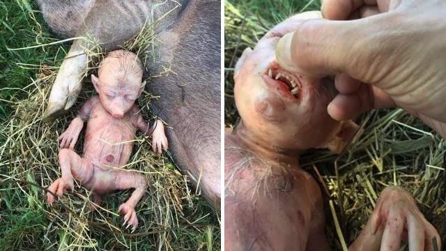 This Farmer Discovered Something Weird Under His Corn Field