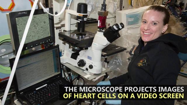 Exploring Heart Cells in Space