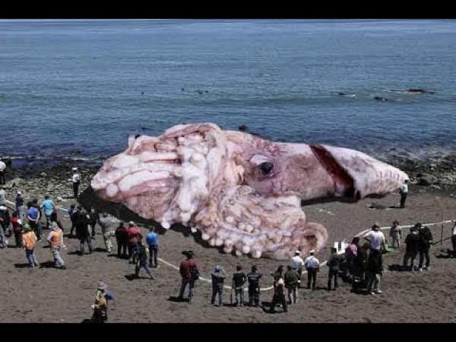Radioactive Gigantism? Giant Fukushima Squid Discovered On California Coast