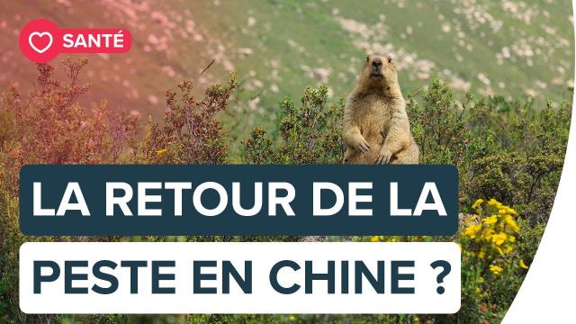 La peste est-elle en train de faire son retour en Chine ? | Futura