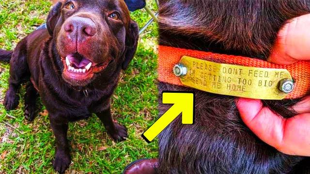 People Fed A Homeless Dog, Until One Day They Read His Collar