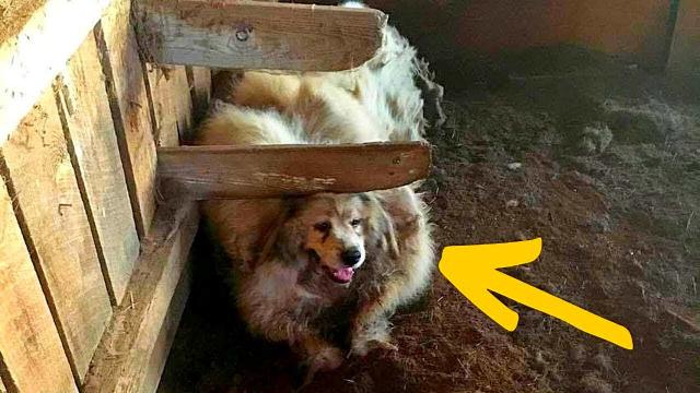 Shelter Worker Spots A Problem With All The Older Dogs Before Coming Up With A Genius Solution