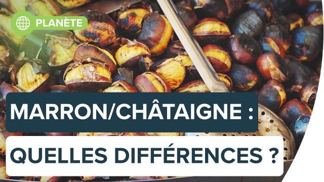 Quelle est la différence entre un marron et une châtaigne ? | Futura