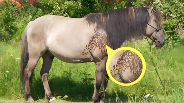 Owner Noticed Horse Grew Strange Marks Overnight , Vet Turns Pale Realizing What It Is !