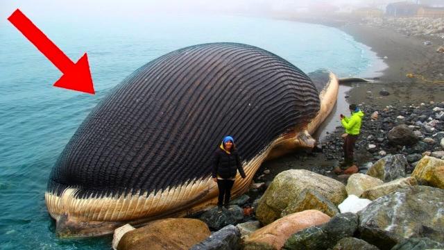 Tourists Find Massive Object Lying On Beach, They Immediately Call The Police After Discovering What