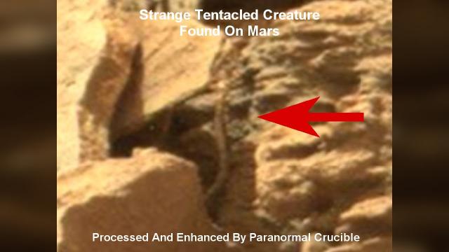 Strange Tentacled Creature Found On Mars